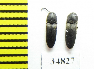 Eucnemidae sp.  Poland - INSECTS-STORE.RU