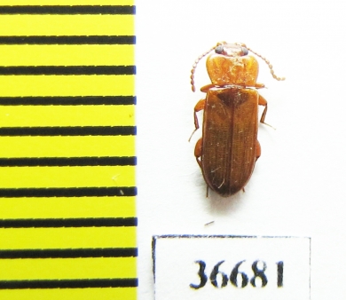 Doliema sp.  Vietnam - INSECTS-STORE.RU