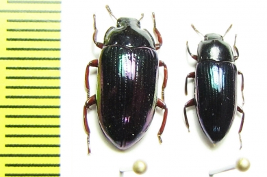 Tenebrionidae sp.  Indonesia, Papua - INSECTS-STORE.RU