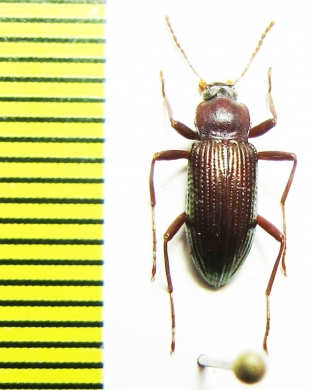 Tenebrionidae sp.  Malaysia - INSECTS-STORE.RU