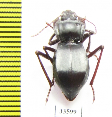 Cyphogenia gibba  Tajikistan - INSECTS-STORE.RU