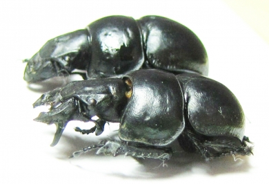 Lethrus elephas, pair  Greece - INSECTS-STORE.RU