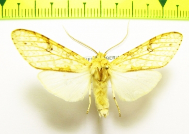 Erebidae sp.  Bolivia - INSECTS-STORE.RU