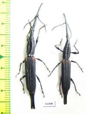 Brentidae sp.  Madagascar - INSECTS-STORE.RU