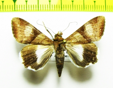 Noctuidae sp.  Bolivia - INSECTS-STORE.RU