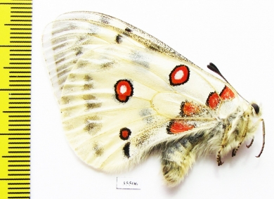 Parnassius actius limicola  Russia, Bashkiria reg. - INSECTS-STORE.RU