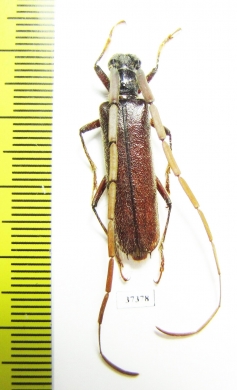Cerambycidae sp.  Ecuador - INSECTS-STORE.RU