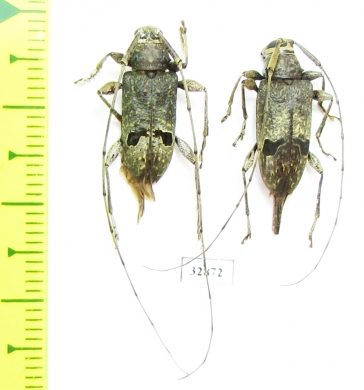 Cerambycidae sp., pair  Mexico - INSECTS-STORE.RU
