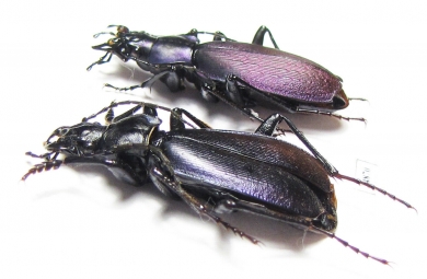 Carabus (Archiplectes) daphnis askhicus, pair  Georgia - INSECTS-STORE.RU