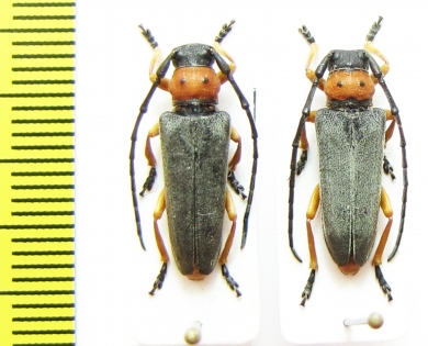 Phytoecia affinis  Russia, Volgograd reg. - INSECTS-STORE.RU