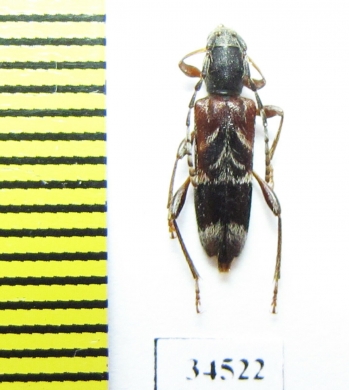 Anaglyptus persicus, female  Russia, Krasnodar reg. - INSECTS-STORE.RU