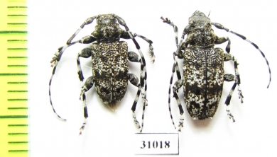 Aegomorphus clavipes, pair  Russia, Kaluga reg. - INSECTS-STORE.RU