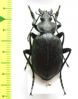 Calosoma maximoviczi  Korea - INSECTS-STORE.RU