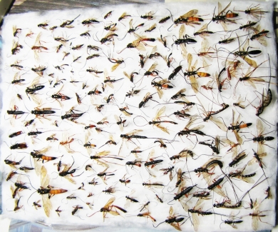 Ichneumonoidea sp.  Russia, Tver reg. - INSECTS-STORE.RU