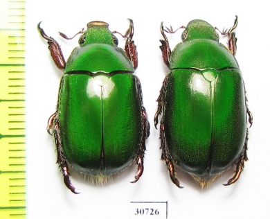Anoplognathus punctulatus, pair  Australia - INSECTS-STORE.RU