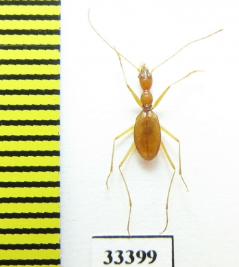 Aphaenops jeanneli  France - INSECTS-STORE.RU