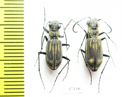 Cicindelinae sp., pair  Zambia - INSECTS-STORE.RU