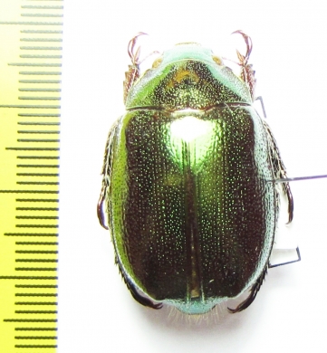 Anoplognathus aeneus  Australia - INSECTS-STORE.RU