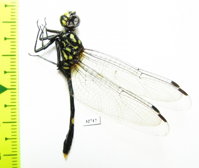 Odonata sp.  Indonesia, Papua - INSECTS-STORE.RU