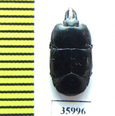 Hololepta sp.  Tanzania - INSECTS-STORE.RU