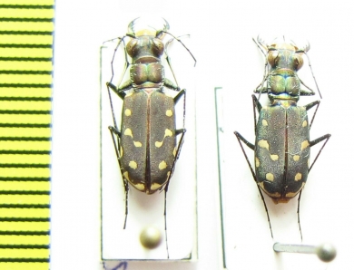 Cicindela sedecimpunctata, pair  USA - INSECTS-STORE.RU