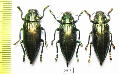 Buprestidae sp.  Indonesia, Ceram isl. - INSECTS-STORE.RU