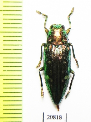 Buprestidae sp.  Indonesia, Buru isl. - INSECTS-STORE.RU