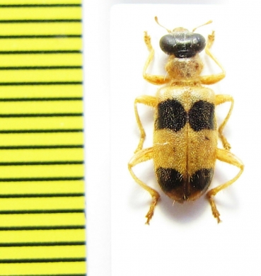 Cleridae sp. Laos - INSECTS-STORE.RU