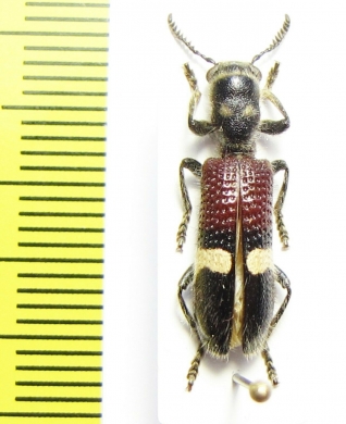 Cleridae sp.  Togo - INSECTS-STORE.RU