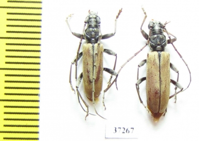 Cerambycidae sp., pair  South Africa Rep. - INSECTS-STORE.RU