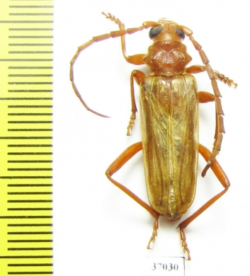 Gahania sp.  South Africa Rep. - INSECTS-STORE.RU