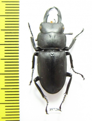 Macrodorcas recta  Russia, Far East - INSECTS-STORE.RU