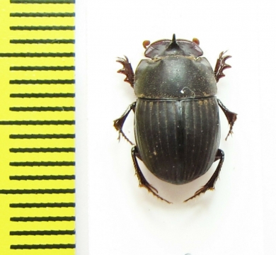 Copris sinon  Senegal - INSECTS-STORE.RU