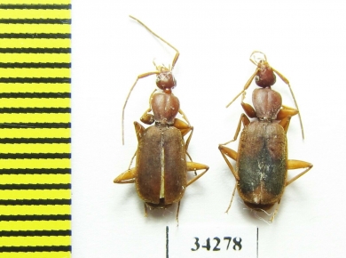 Carabidae sp.  Ethiopia - INSECTS-STORE.RU