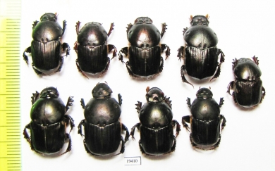 Onitis sp., pair  Thailand - INSECTS-STORE.RU