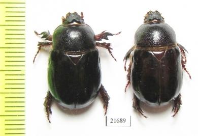 Temnorhynchus sp.  South Africa Rep. - INSECTS-STORE.RU