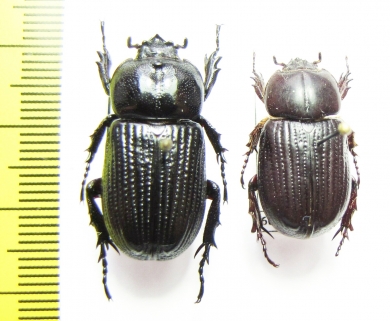 Phileurini sp.  Ecuador/Bolivia - INSECTS-STORE.RU