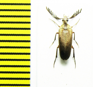 Ripiphoridae sp.  Peru - INSECTS-STORE.RU