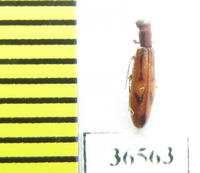 Mycteridae sp.  Peru - INSECTS-STORE.RU