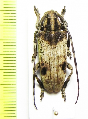 Blepephaeus succinctor  Malaysia - INSECTS-STORE.RU