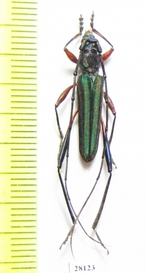 Chloridolum praetorium  Indonesia, Sulawesi - INSECTS-STORE.RU