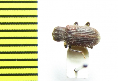 Gonocnemis hispidus  Vietnam - INSECTS-STORE.RU