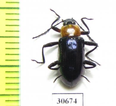 Tenebrionidae sp.  Indonesia, Papua - INSECTS-STORE.RU