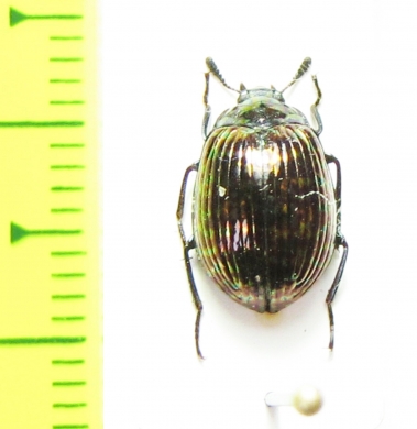 Tenebrionidae sp.  Malaysia - INSECTS-STORE.RU