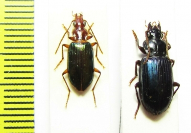 Carabidae sp.  Malaysia, Borneo - INSECTS-STORE.RU