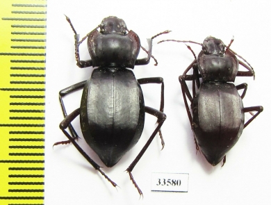 Cyphogenia gibba  Tajikistan - INSECTS-STORE.RU