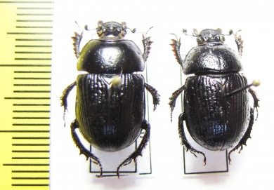 Phelotrupes orientalis  China - INSECTS-STORE.RU