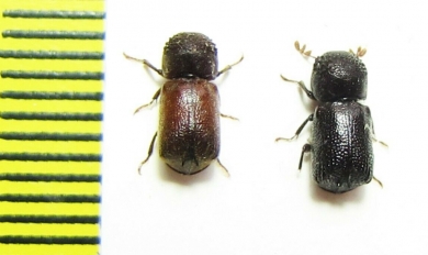 Bostrichidae sp.  South Africa Rep. - INSECTS-STORE.RU