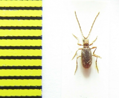 Ptinidae, Ptinus pusillus  Belorussia - INSECTS-STORE.RU