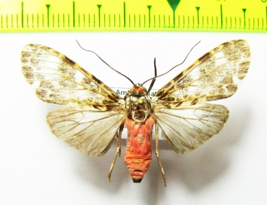 Erebidae sp.  Bolivia - INSECTS-STORE.RU